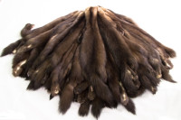 Furs sobol Furs sobol