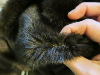 Fake fur? We will help to choose a right fur coat. Fake fur? We will help to choose a right fur coat.